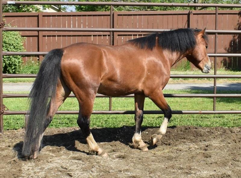 The Willows Welsh Ponies For Sale