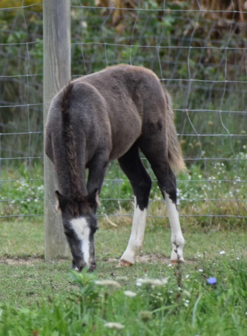 The Willows Welsh Ponies For Sale