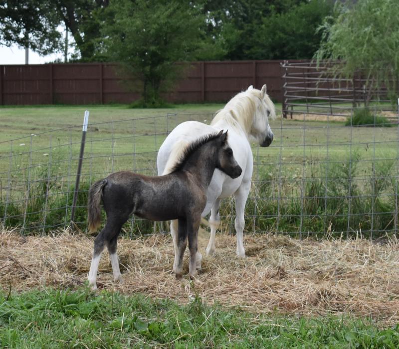 The Willows Welsh Ponies For Sale