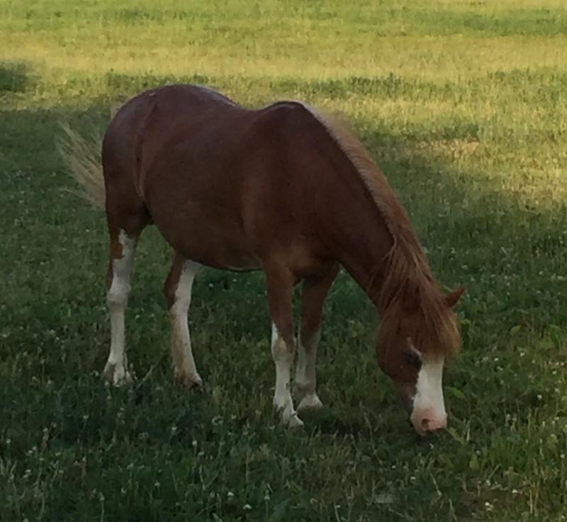 The Willows Welsh Ponies For Sale
