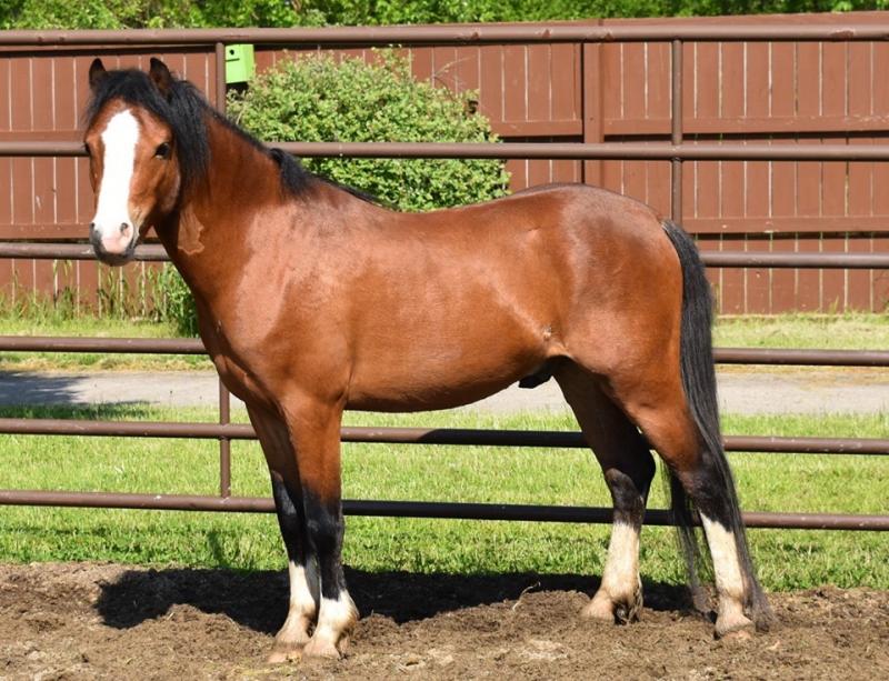 The Willows Welsh Ponies For Sale